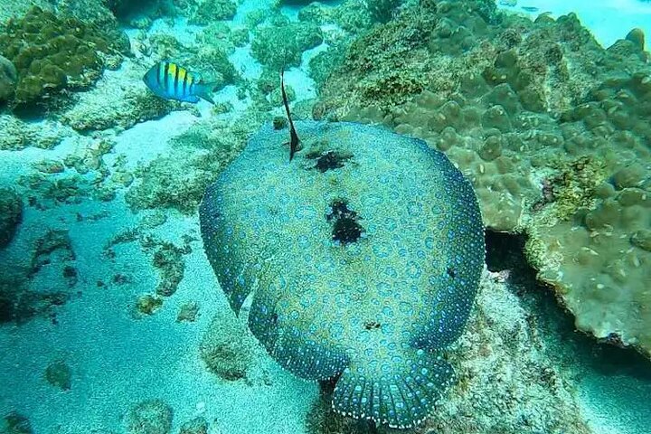 Isla del Caño snorkel tour from Drake Bay (Cano island)
