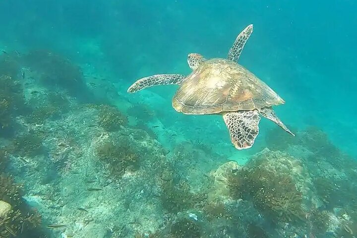 Isla del Caño snorkel tour from Drake Bay (Cano island)