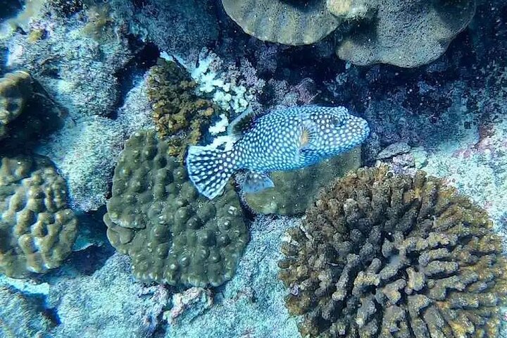 Isla del Caño snorkel tour from Drake Bay (Cano island)