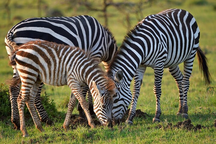 OVERNIGHT SAFARI TO TSAVO EAST NATIONAL PARK FROM MOMBASA orDIANI