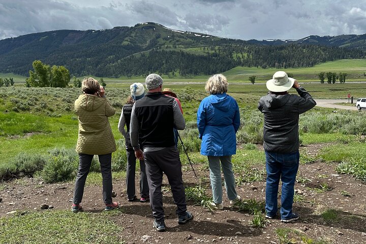 Yellowstone Upper Loop Wildlife Safari | Lamar Valley | PRIVATE
