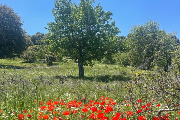 PRIVATE-Zeus’ Birthplace - Knossos-Olive oil Factory-Old Villages