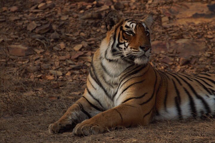 Ranthambore Safari Booking