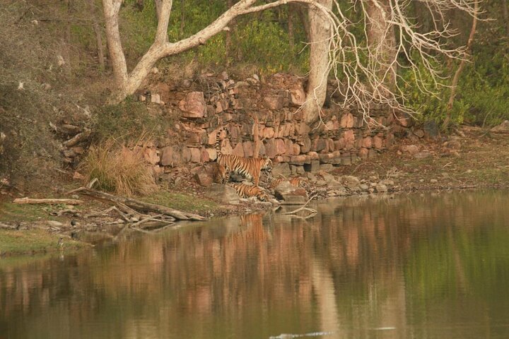 Ranthambore Safari Booking
