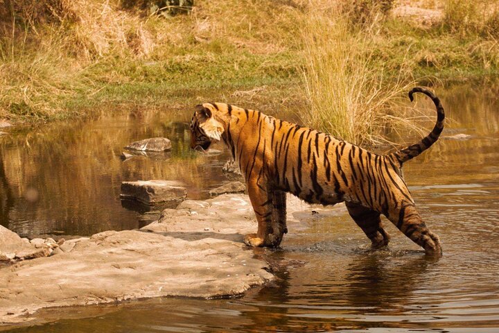 Ranthambore Safari Booking