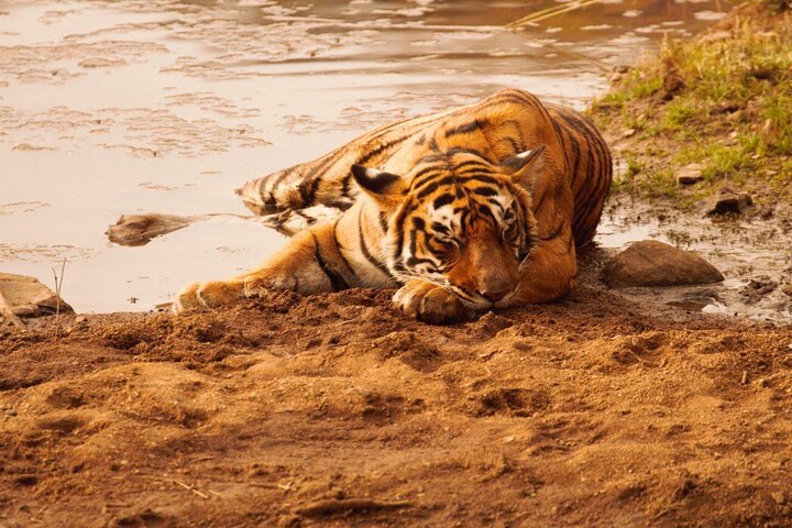 Ranthambore Safari Booking