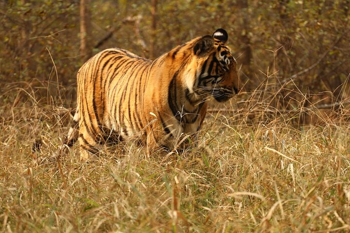 Ranthambore Safari Booking