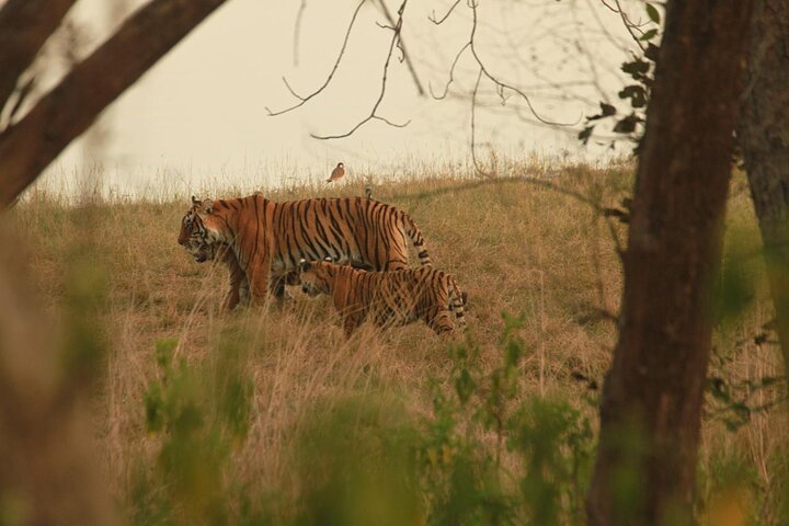 Ranthambore Safari Booking