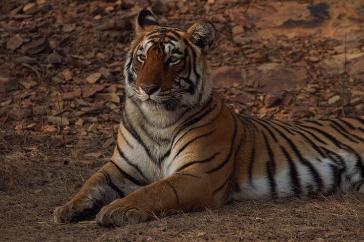 Ranthambore Safari Booking