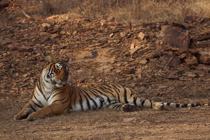 Ranthambore Safari Booking