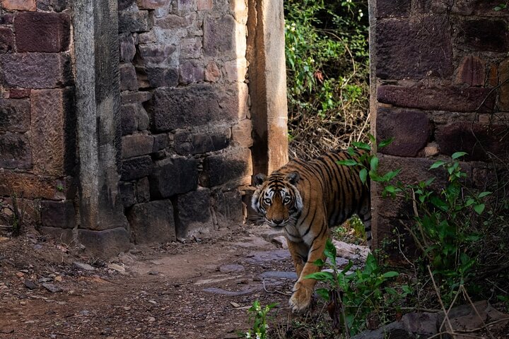 Ranthambore Safari Booking
