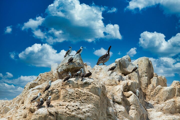 Ballestas Islands excursion from Paracas