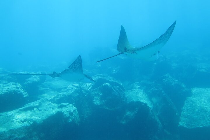 3 Islands in 4 Days: Galapagos Highlights - Wildlife & Snorkeling