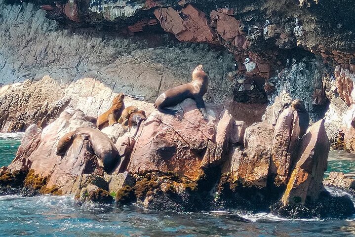Ballestas Islands excursion from Paracas