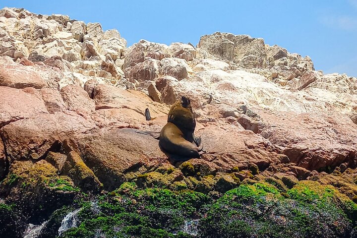 Ballestas Islands excursion from Paracas