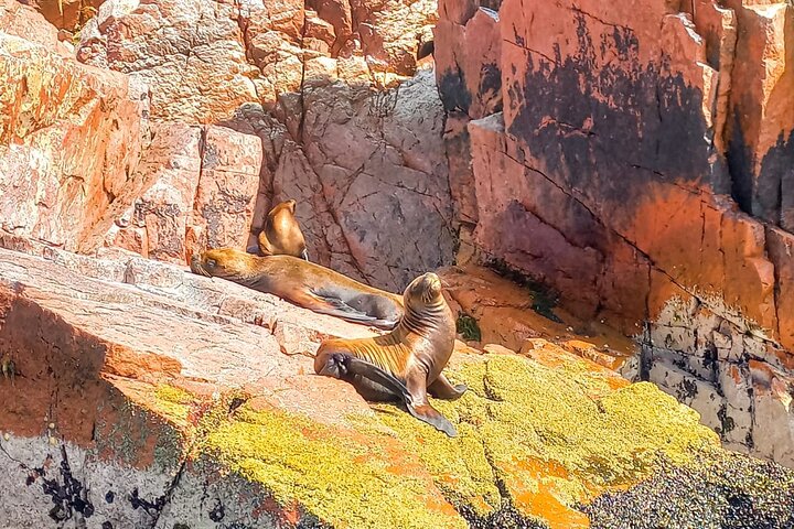 Ballestas Islands excursion from Paracas