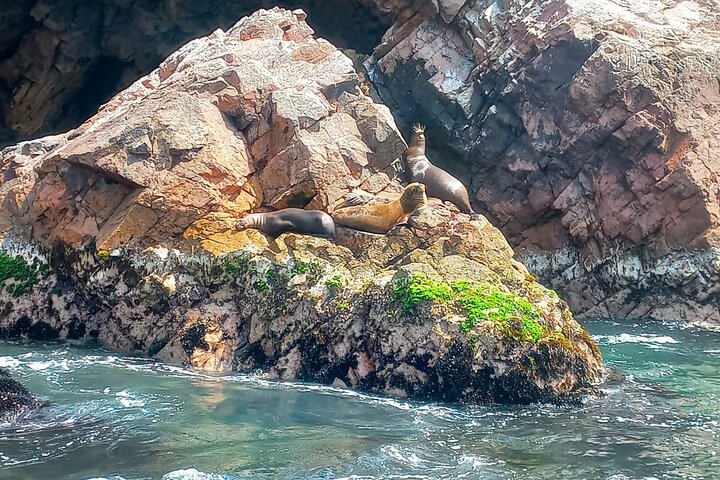 Ballestas Islands excursion from Paracas