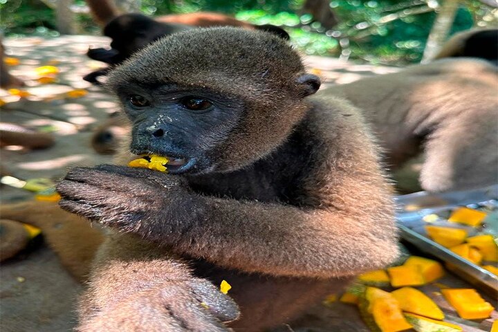 Monkey Island, Amazon River, Amazonian Sunset
