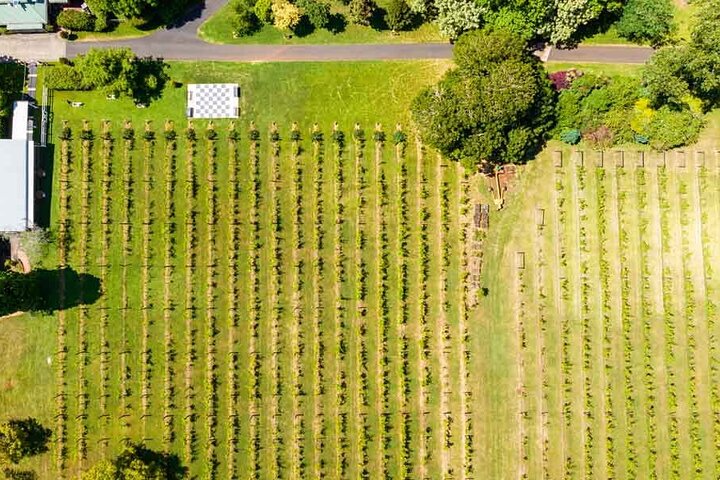Mount Tamborine Winery Tour with Lunch from Brisbane