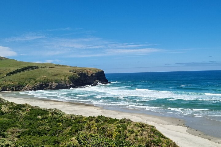 Dunedin City and Coastal Views 3-Hour Small-Group Guided Tour