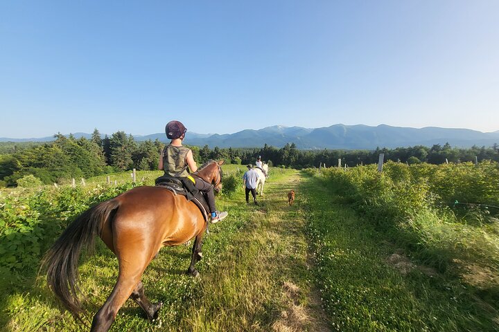 Horse riding experience from Borovets