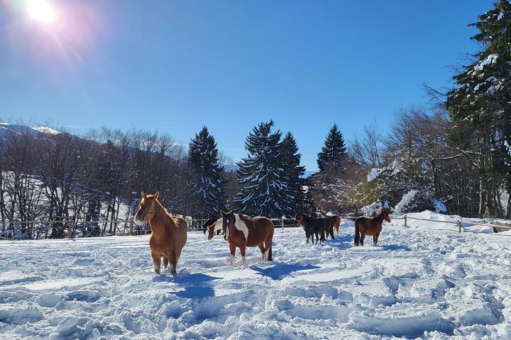 Horse riding experience from Borovets