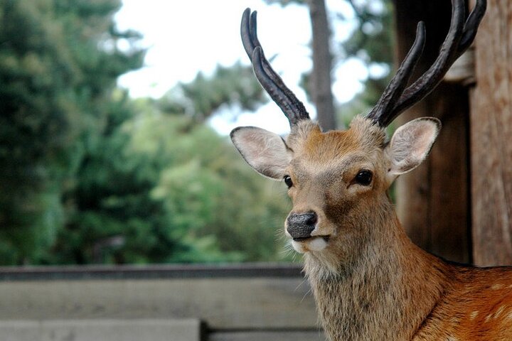 Nara Private Tour: Flexible Pickup from Kyoto, Osaka, or Nara