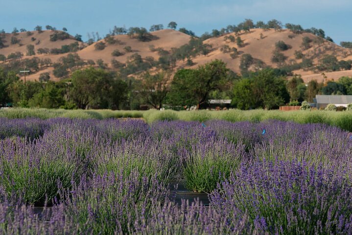 Yolo County Explorer: Culinary & Cultural Audio Tour