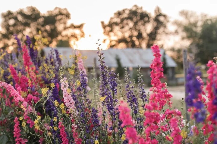 Yolo County Explorer: Culinary & Cultural Audio Tour