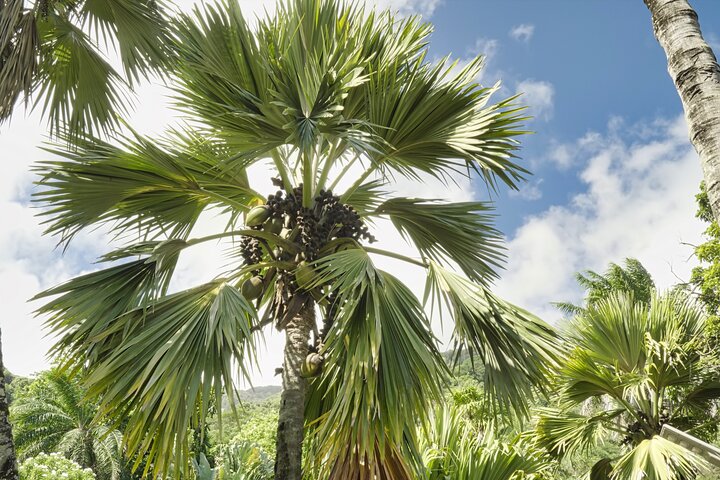 Private Full Day Mahe Island Tour 5-7 persons
