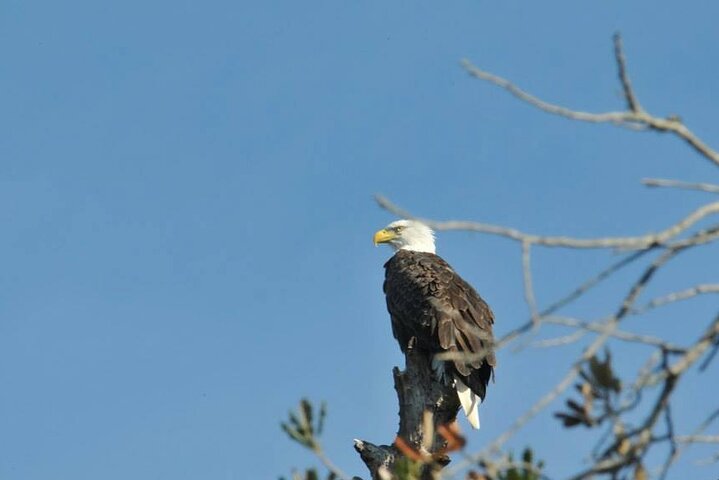 See Crystal River - Mantee & Wildlife Viewing Cruise
