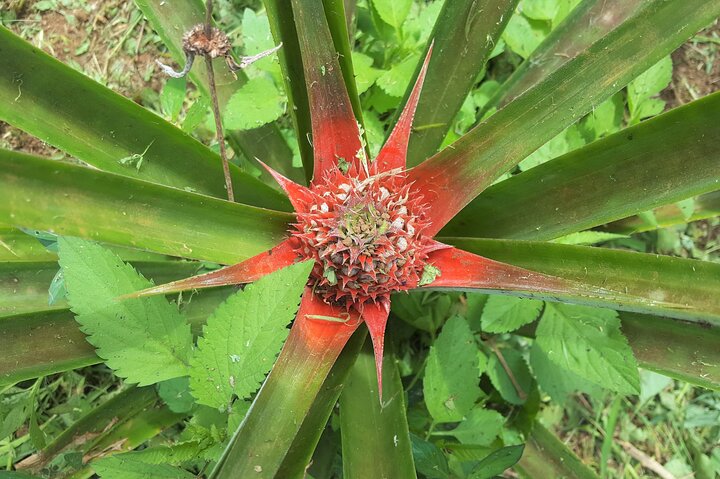 'Discover' Rarotonga Cycling Tour with Lunch