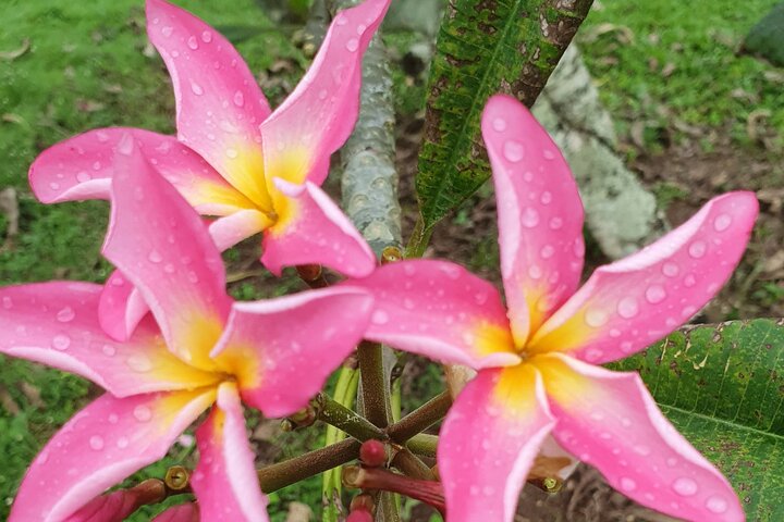 'Discover' Rarotonga Cycling Tour with Lunch