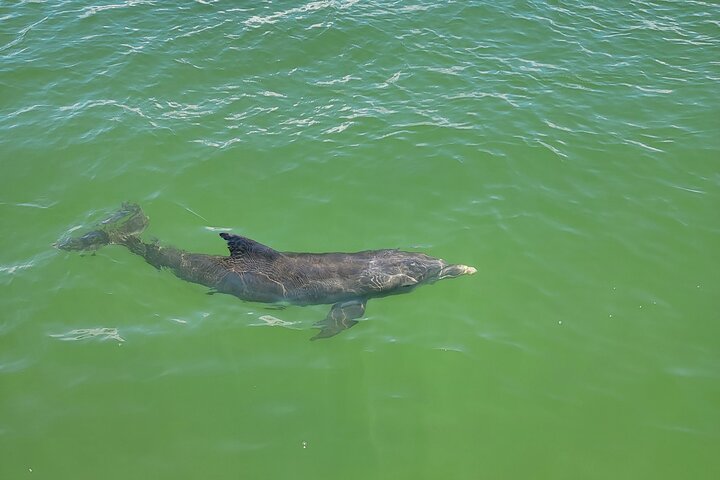 Fort Myers Beach Dolphin & Sightseeing Tour Refreshments Included