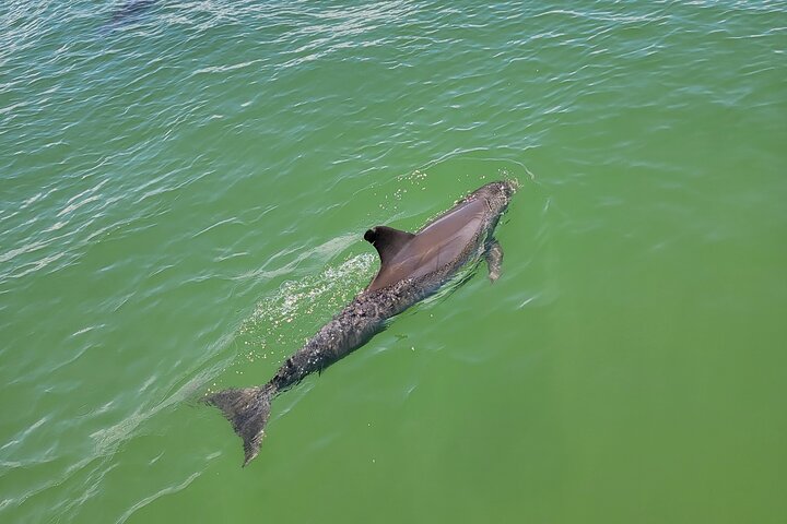 Fort Myers Beach Dolphin & Sightseeing Tour Refreshments Included