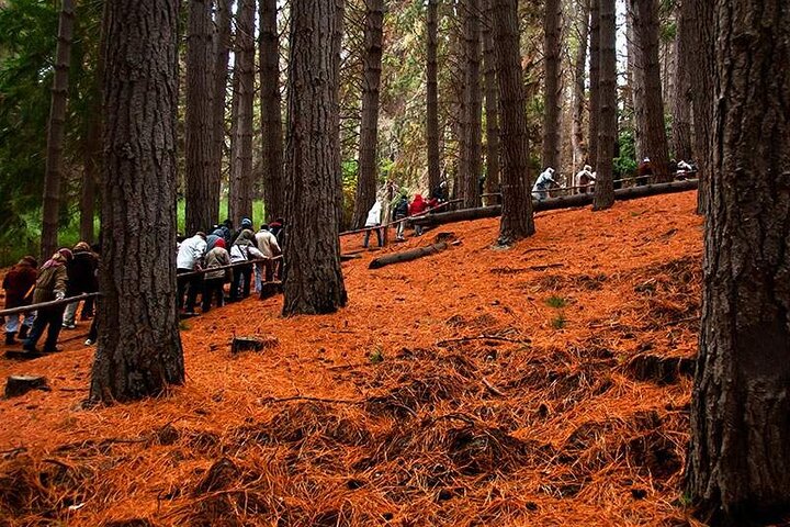 Nahuel Huapi Lake Cruise with Victoria Island and Arrayan Forest Walk