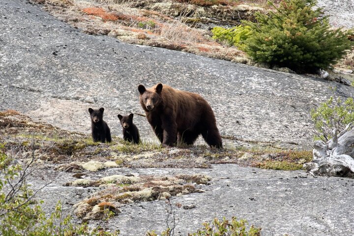 Summit Experience & Yukon Suspension Bridge Tour