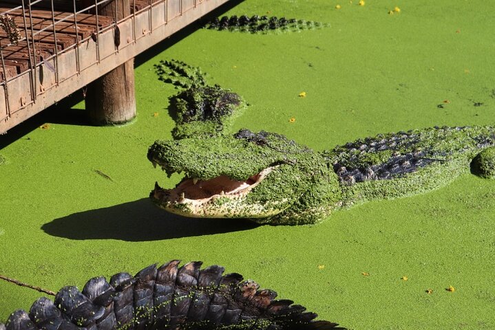 Malcolm Douglas Crocodile Park Tour Including Transportation
