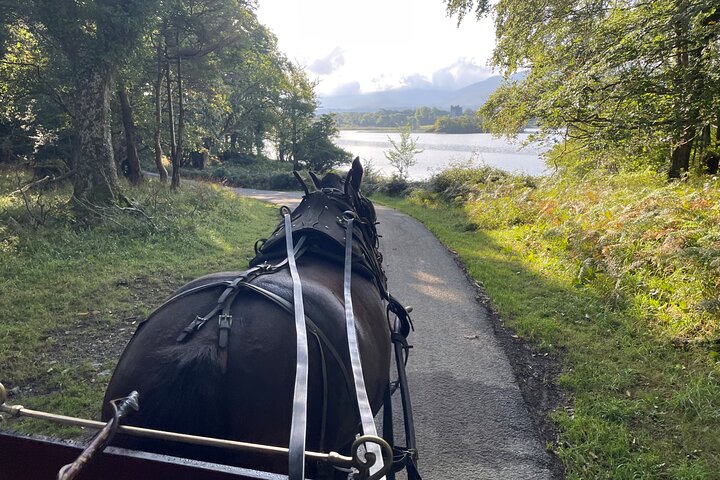 1 Hour Guided Carriage Tour in Killarney National Park
