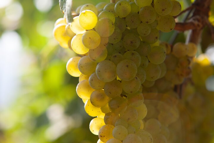Getaria Txakoli wine tour from San Sebastian