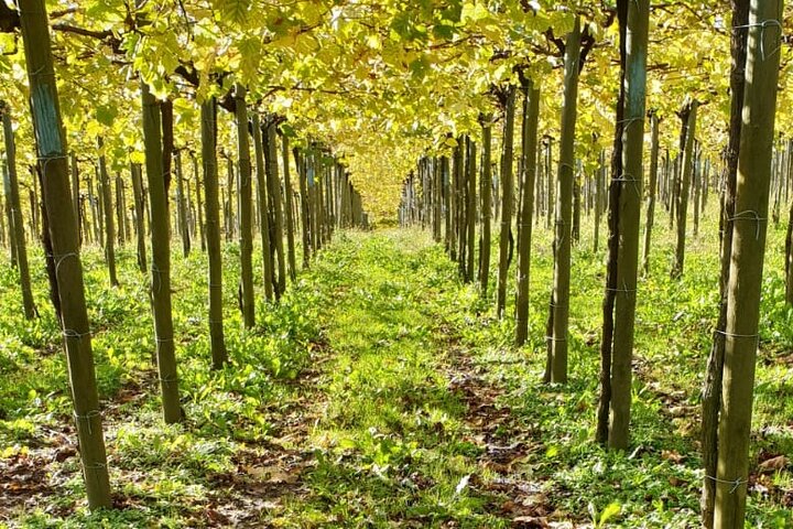 Getaria Txakoli wine tour from San Sebastian
