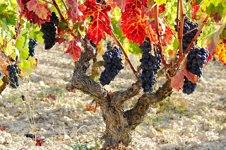La Rioja wines and Laguardia tour from San Sebastian