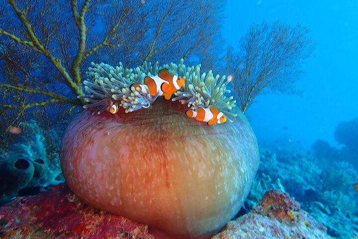 Snorkeling in Menjangan Island with Pickup and Lunch