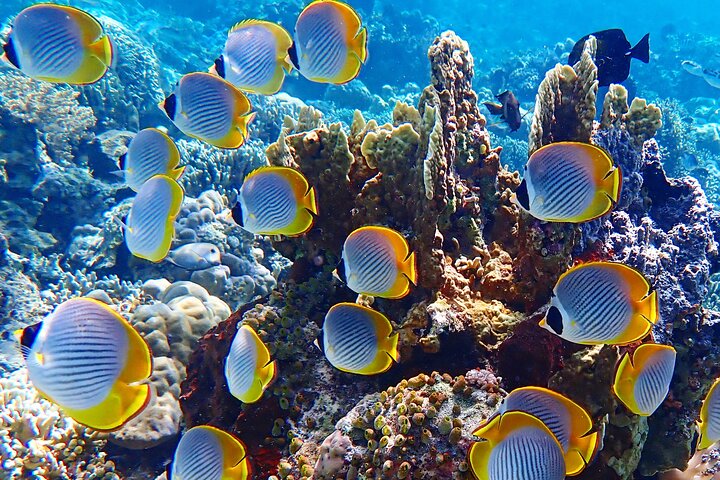 Snorkeling in Menjangan Island with Pickup and Lunch