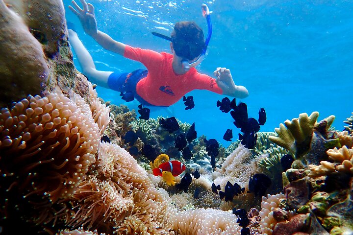 Snorkeling in Menjangan Island with Pickup and Lunch