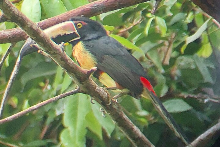 Cahuita National Park Tour and Water Experience in Puerto Viejo