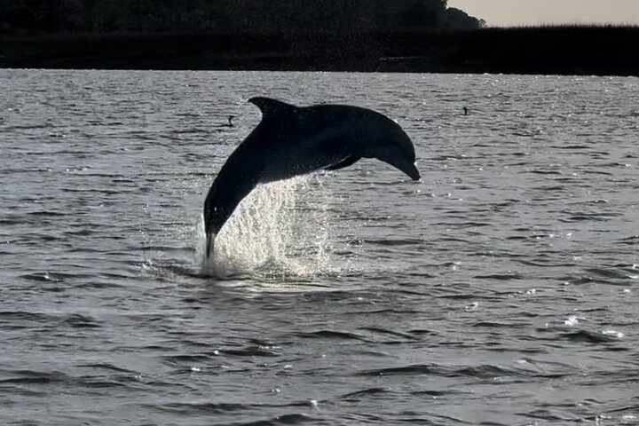 Private Charleston Sunset & Dolphin Cruise