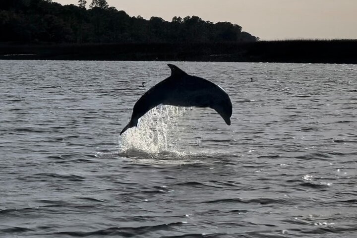 Private Charleston Sunset & Dolphin Cruise
