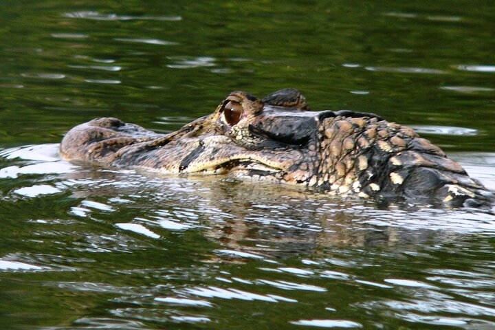 Amazon tours 3 days Yasuni Park and Limoncocha Reserve