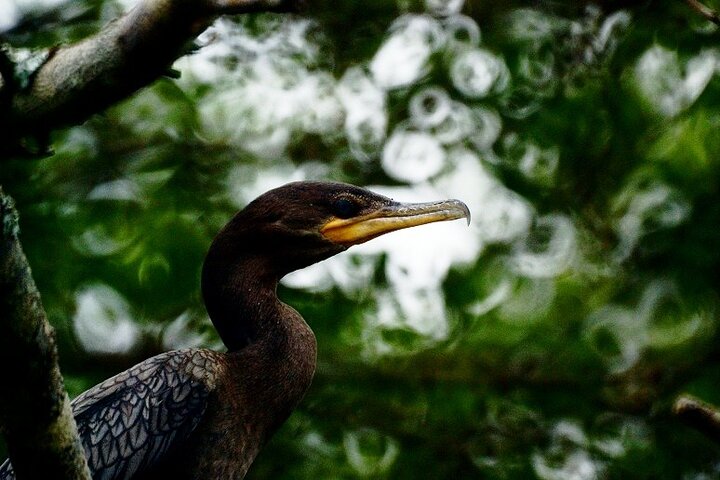 Amazon tours 3 days Yasuni Park and Limoncocha Reserve